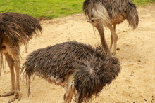 Female Common Ostrich, Struthio Camelus, Searching For Food And Patrolling The Area