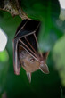A bat is hanging down under the shade of mango tree using its wings to cover its body and to hide it from an enemy in the daytime. It eats fruits and small insects for food at nighttime.
