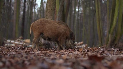 Wall Mural - closeup young wild boar sus scrofa calm piggy looking for nutriment in dark woods. wildlife tranquil