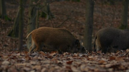 Wall Mural - cute swine sus scrofa family on the food trip in dark forest. group of wild boar, mother care about 