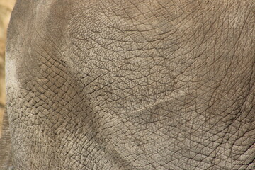 Canvas Print - elephant skin