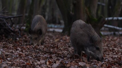 Wall Mural - closeup youngs wild boar sus scrofa calm piggy looking for nutriment in dark woods. wildlife tranqui