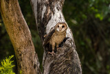 Fototapeta Tęcza - Australian masked owl in tree near his nest