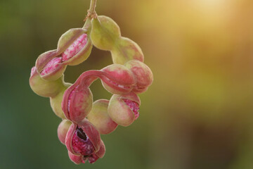 Closeup Manila tamarind or Madras Thorn (Pithecellobium dulce) ripe bean on tree. Copy space with nature blurred background.