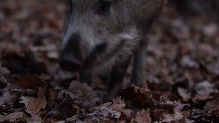 Wall Mural - closeup young wild boar sus scrofa calm piggy looking for nutriment in dark woods. wildlife tranquil