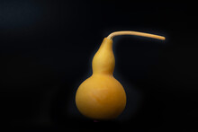 Calabash Gourd Fruite Or Dried Bottle Gourd Isolated On Black Background.