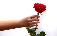 Woman Hand Holds A Red Rose Up.