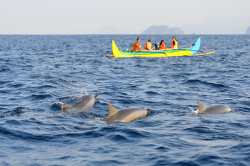 Dolphins surfacing near local boat with tourists inside in the waters of  Kiluan Gulf, Sumatra, Indonesia