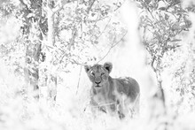 Lion Cub In Black And White