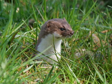 Least Weasel (mustela Nivalis) Looks Out From A Hole In The Grass.