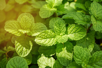 Wall Mural - Natural green background of mint leaves in the garden