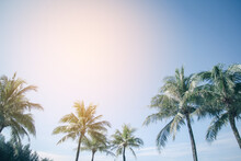 Coconut Palm Tree And Blue Sky With Vintage Filter, Summer Background 