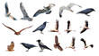 Various bird species isolated white background - Stork, Crow, Hawk, Seagull