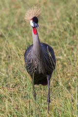 Canvas Print - Grey Crowned Crane standing in the tall grass and watching