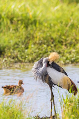 Canvas Print - Grey Crowned Crane preening himself at a watering hole