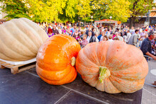 Big And Massive Pumpkins On Display During Competition
