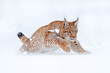 Wildlife in winter. Eurasian Lynx running, wild cat in the forest with snow. Wildlife scene from winter nature. Cute big cat in habitat, cold condition. Snowy forest with beautiful wild lynx, Germany.