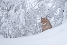 Lynx In The Snowy Winter Habitat. Cat Walk In The Snow, Above The Trees, Germany. Wildlife Nature.
