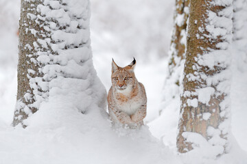 Wall Mural - Winter wildlife in Europe. Lynx in the snow, snowy forest in December. Wildlife scene from nature, Germany.