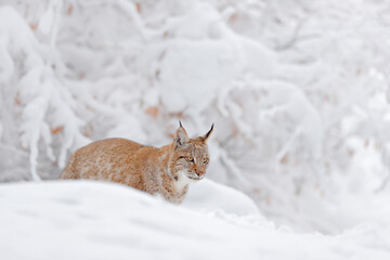 winter wildlife in europe. lynx in the snow, snowy forest in december. wildlife scene from nature, g