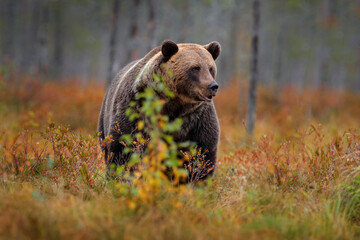 bear hidden in yellow forest. autumn trees with bear. beautiful brown bear walking around lake, fall