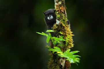 Wall Mural - Black Mantle Tamarin monkey from Sumaco National Park in Ecuador. Wildlife scene from nature. Tamarin siting on the tree branch in the tropic jungle forest, animal in the habitat.