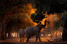 Elephant Feeding Tree Branch. Elephant At Mana Pools NP, Zimbabwe In Africa. Big Animal In The Old Forest. Evening Light, Sun Set. Magic Wildlife Scene In Nature.