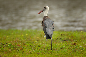 Wall Mural - Woolly-necked whitenecked stork, Ciconia episcopus, walking in grass, Okavango delta, Moremi, Botswana. River with bird in Africa. Stork in nature march habitat. Wildlife scene from Africa nat