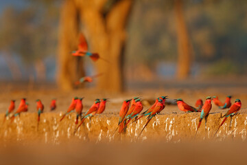 bird colony, pink northern carmine bee-eater, botswana. wildlife scene from africa. bee-eater with c
