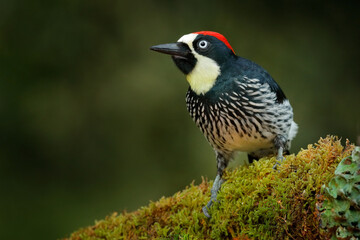 Wall Mural - acorn woodpecker, melanerpes formicivorus. beautiful bird sitting on the green mossy branch in habit