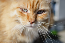 Closeup Portrait Of An Orange Tabby Cat