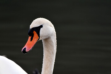 Poster - Schwan in Nahaufnahme