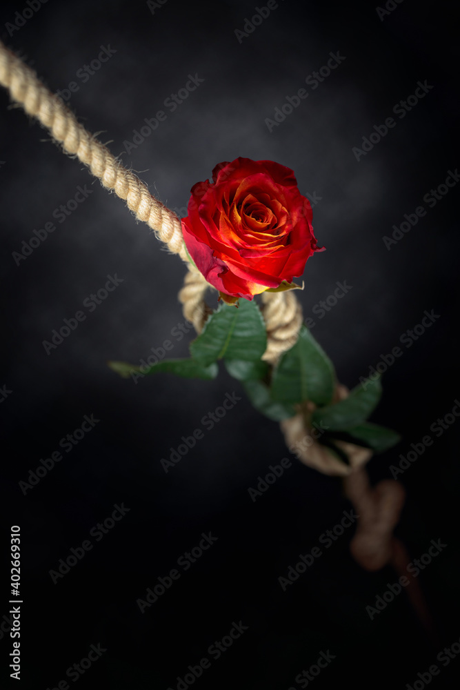 Red rose is tied with a rough rope. The concept of slavery or hostage, restriction of freedom. - obrazy, fototapety, plakaty 