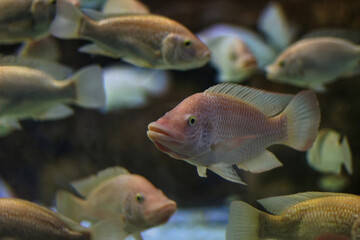 fishes in aquarium