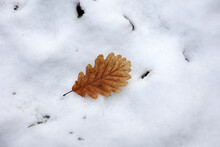 An oak leaf fell on the snow