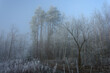 zimowy leśny krajobraz