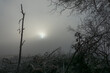 słońce zimą za mgłą w lesie