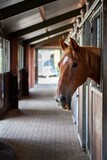 Fototapeta Konie - horse peeking out of stall with mouth open