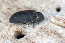 Hadrobregmus Pertinax Is A Species Of Woodboring Beetle From Family Anobiidae. Beetle On Wood.