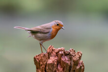 European Robin (Erithacus Rubecula) On A Tree Trunk In The Forest Of Noord Brabant In The Netherlands. 