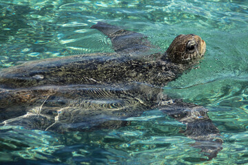 green sea turtle