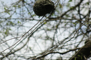 Sticker - Bird Nest