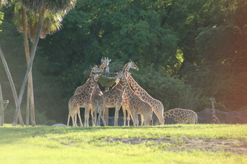 Wall Mural - Giraffe Herd