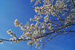 © Vira - Cherry and cherry flowers with white petals on a branch with green leaves on a sunny spring day
