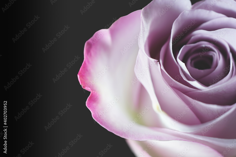 Close-up of a pink rose at with a black background - obrazy, fototapety, plakaty 