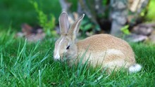 Young Cute Rabbit On Green Grass Eating, Close Up. Animals And Nature Concept. Kyiv, Ukraine