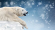 Polar bear on a melting ice floe in the arctic sea