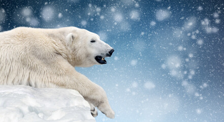 polar bear on a melting ice floe in the arctic sea