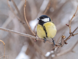 Cute bird Great tit, songbird sitting on a branch without leaves in the autumn or winter.