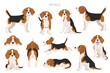 Beagle infographic. Different poses, Beagle puppy